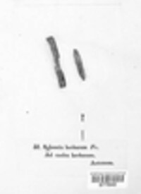 Stemphylium vesicarium image